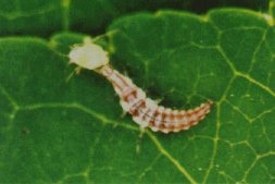 Larve d'Hemerobius.