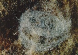 Cocon d'Hemerobius.