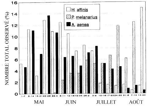 Apparition saisonnière d'adultes de Carabidae dans un verger de pommiers non traité (chimiquement) de la station de Jordan en Ontario.