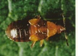 Nymphe d'Anthocoris.