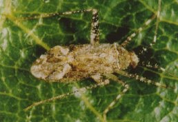 Phytocoris adulte.