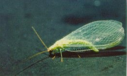 Chrysoperla carnea adulte.