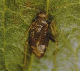 Plagiognathus adulte.