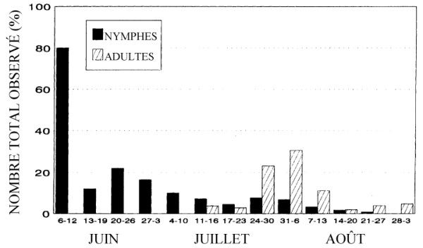 Apparition saisonnière de nymphes et d'adultes d'Acholla multispinosa dans un verger de pommiers non traité (chimiquement) de la station de Jordan en Ontario.