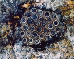 Grappe d'oeufs d'Acholla multispinosa sur l'écorce d'une branche.