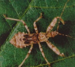 Acholla multispinosa, au dernier stade larvaire.