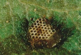 Masse d'oeufs de Zelus luridus sur une feuille de pommier.