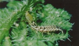 Chrysoperla carnea, au deuxième stade larvaire.
