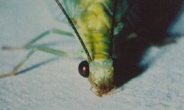 Article basal de l'antenne de l'adulte de Chrysopa nigricornis.
