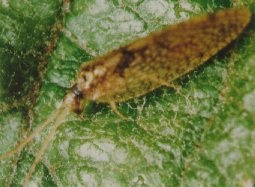 Larve d'Hemerobius.