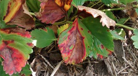 Brûlure des feuilles.