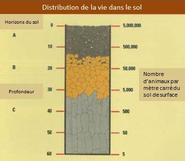 Distribution de la vie dans le sol par mètre carré du sol de surface et profondeur.