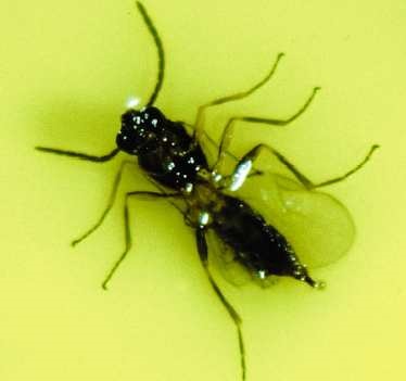 Aphidius colemani sur une plaquette encollée.