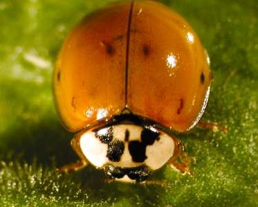 Coccinelle asiatique (Harmonia axyridis).