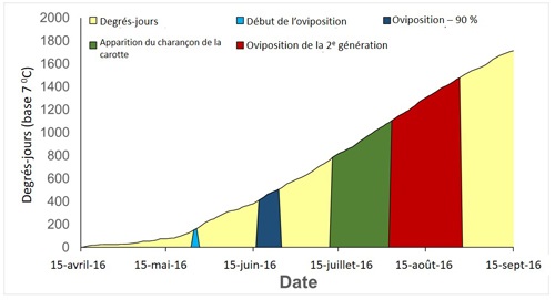 Degrés-jours (base 7 °C) accumulés durant la saison de croissance 2016 et cycle vital possible du charançon de la carotte.