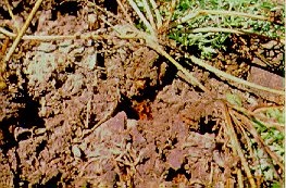 Rhizoctone commun : symptômes foliaires et pourriture de la racine.