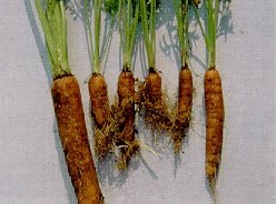 Symptômes de dépérissement pythien sur carottes.