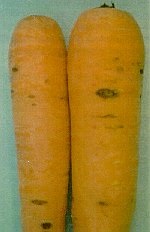 Cavité pythienne.