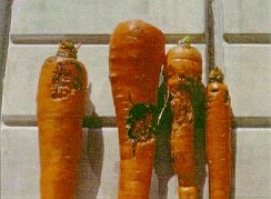 Rhizoctone commun : lésions sur racines, à la récolte.