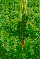 Rhizoctone violet : symptômes sur feuillage, en terre organique.