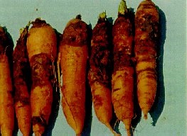 Rhizoctone violet sur mini-carottes.