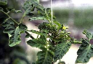 Stunted growth of "head" or growing point of tomato plant.