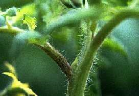 Brown corky streaks on leaf stem.