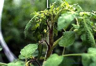 Browning of flowering sets and stem close to growing point.
