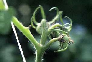 Partial browning of calyx of developing fruits.