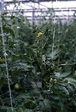 Distorted growth resembling hormonal herbicidal damage.