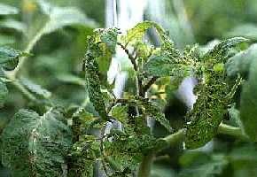 Dark spots on young leaves close to growing point.