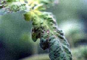 Necrotic spots on lower leaves.