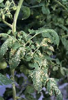 Spots resembling scorched areas on lower leaves.
