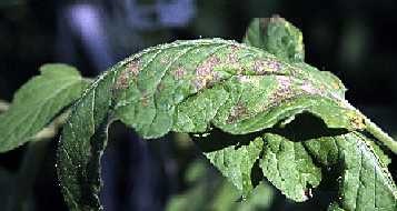 Damage resembling damage from water dripping onto plant.
