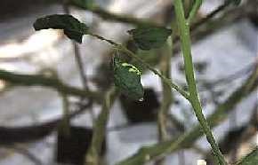 Bright yellow spot on leaf.