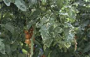 Increased numbers of yellow spots on lower leaves.