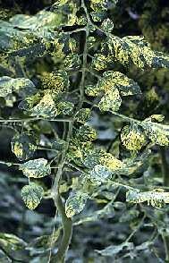 Bright yellow patches on fully expanded leaves.
