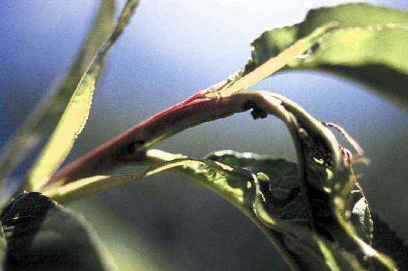 "Flagging" or shoot damage on peach. Note entrance hole and frass (insect excrement) on underside of shoot.