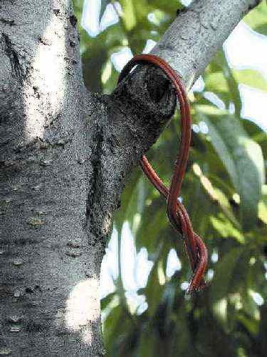"Twist-tie" type hand-applied pheromone dispenser twisted around itself.