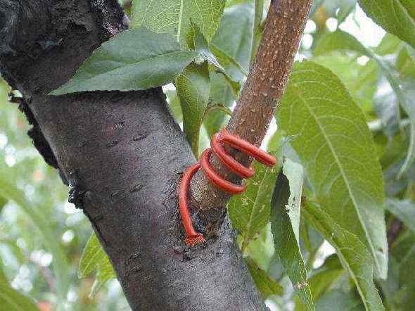 "Twist-tie" dispenser coiled around branch.