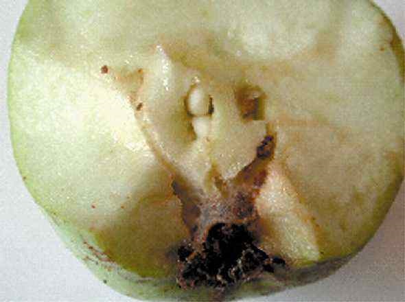 Early season Oriental fruit moth damage. Note entry through calyx.