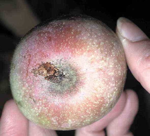 Oriental fruit moth damage on apple. Note entry into fruit near calyx.