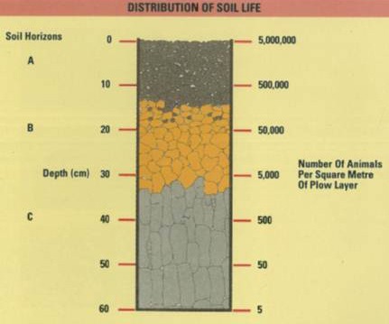 Distribution of soil life per square metre of plow layer and depth.