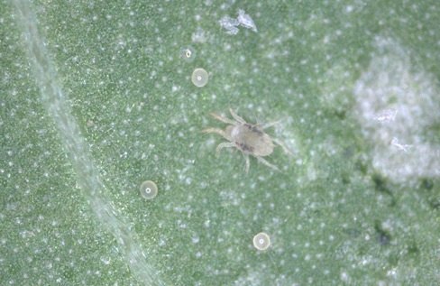 Twospotted spider mite adult.