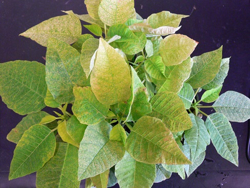 Lewis mite damage on poinsettia.