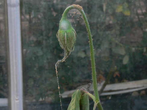 Twospotted spider mite webbing on rose.