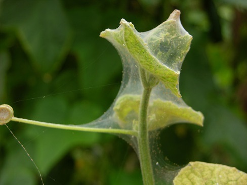 Twospotted spider mite webbing on cucumber.
