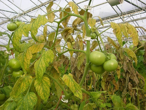 Carmine mite feeding on tomato.