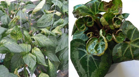 Left, broad mite damage on peppers. Right, broad mite damage on cyclamen.