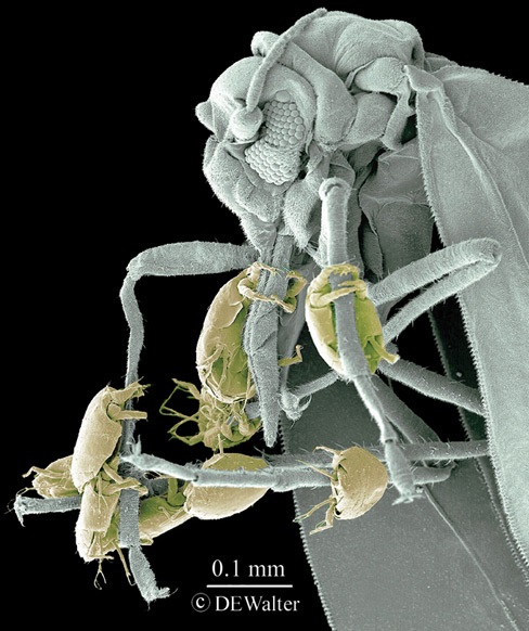 Broad mites hitchhiking on Bemisia whitefly.